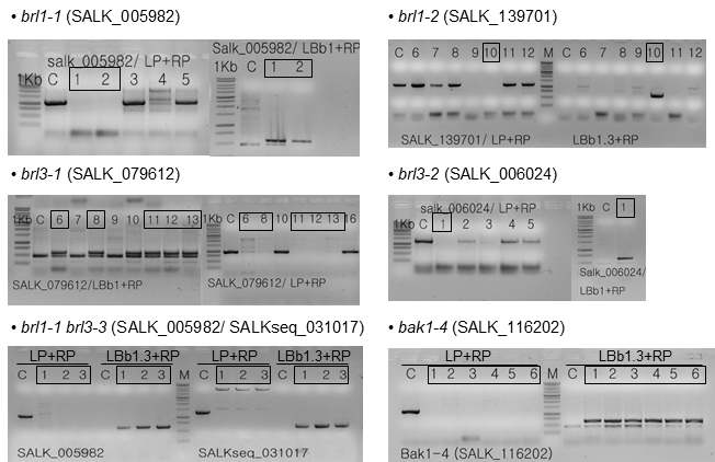Genotyping of brl1, brl3, and bak1 mutants