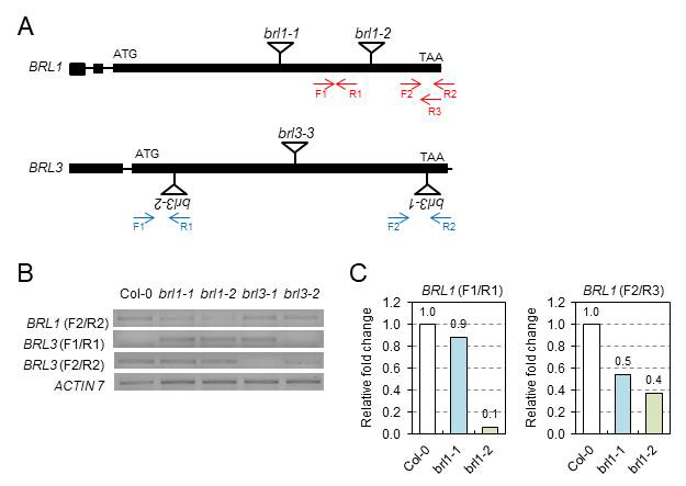 Expression level of BRL1 and BRL3 genes in various loss-of-function mutants. (A) Gene structure of BRL1 and BRL3. Total RNA was isolated from Arabidopsis seedlings. Each RNA sample was subjected to RT-PCR (B) or RT-qPCR (C) analysis. ACTIN7 was used as a normalization control