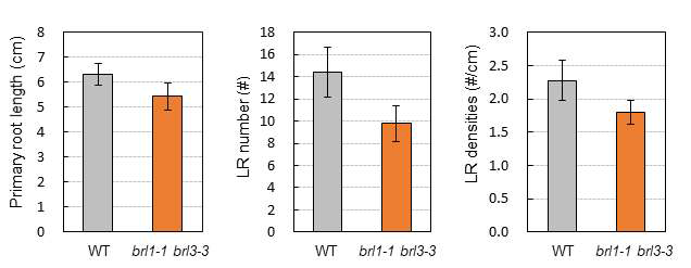 Analysis of LR densities of wild-type and brl1-1 brl3-3 double mutants. Seven days-old plants were used in this assay. LR densities were calculated by the numbers of LR divided by primary root length (#/cm). Mean ±SD values were determined