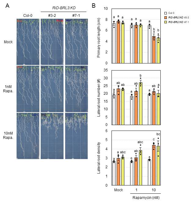 Analysis of the LR phenotype of wild-type and transgenic Arabidopsis expressing RiD-BRL3KD/BAK1KD with or without rapamycin treatment. Bars indicate ±SE of three biological replicates