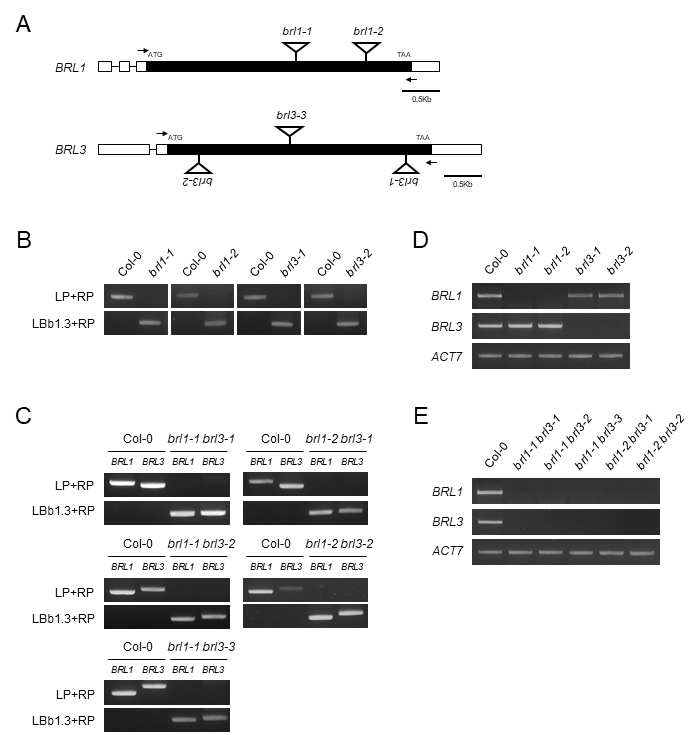 Generation of the brl1, brl3 single and double mutants. (A) Gene structure of BRL1 and BRL3. T-DNA tagging positions are indicated by triangle. (B) Genotyping of brl1, brl3 single mutants. (C) Genotyping of various brl1 brl3 double mutants. (D-E) Expression level of BRL1 and BRL3 genes in various loss-of-function mutants. Total RNA was isolated from Arabidopsis seedlings. Each RNA sample was subjected to RT-PCR analysis in single mutants (D) and double mutants (E). ACTIN7 was used as a normalization control