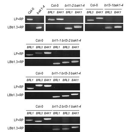 Genotyping of brl1, brl3, bak1 double and triple mutants