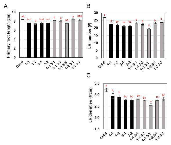 Analysis of LR densities of wild-type and brl1, brl3 single and double mutants. Plants were grown vertically for 8 DAG. Then primary root length and LR number were measured. LR densities were calculated by the numbers of LR divided by primary root length (#/cm). Bars indicate ±SE of three biological replicates