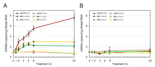 Time-course expression of BRL1 and BRL3 genes in WT and arf7 arf19 double mutants in response to auxin. Seven 9-day-old seedlings were incubated with 20uM IAA, and total RNA was isolated. Each RNA sample was subjected to RTq-PCR analysis. Bars indicate ±SE of three biological replicates