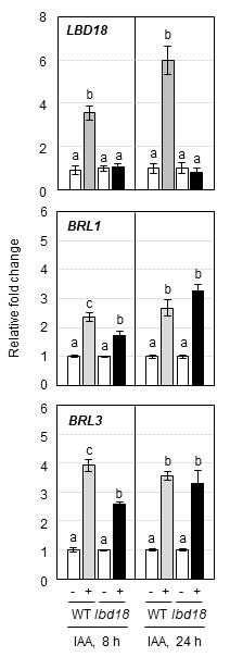 Expression analysis of BRL1 and BRL3 in WT and lbd18 in response to auxin. 9-day-old seedlings were incubated with or without 20 uM IAA for 8 or 24 hours, respectively. Then total RNA was isolated. Each RNA sample was subjected to RT-qPCR analysis. Bars indicate ±SE of three biological replicates