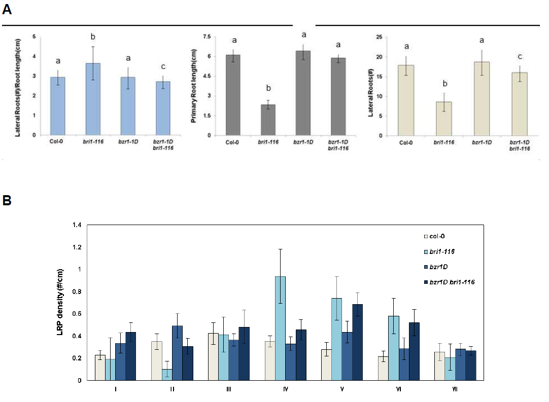 Analysis of LR phenotypes of wild-type, bri1-116, bzr1-1D, and bzr1-1D bri1-116 mutants. (A) Plants were grown vertically for 7 DAG and primary root length and LR number were measured. LR densities were calculated from the numbers of LR divided by primary root length (#/cm). Bars indicate ±SE of three biological replicates. (B) LR primordia densities of wild-type, bri1-116, bzr1-1D, and bzr1-1D bri1-116 mutants. LR primordia per root length (#/cm) were measured at given developmental stage before the emergence of LRs. Mean ± SD values were determined from 20 seedlings