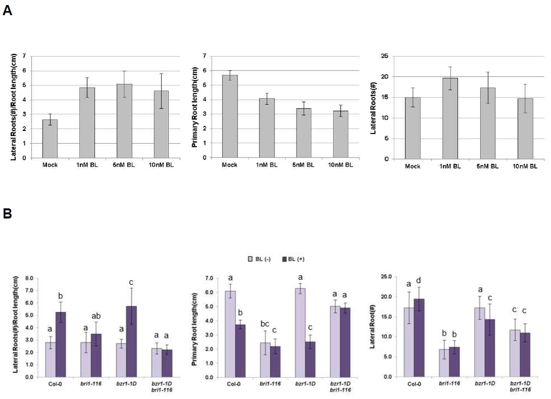 Analysis of LR phenotype for BL treatment. (A) Analysis of the LR phenotype for wild-type Arabidopsis with varying concentrations of BL. Plants were grown vertically for 7 DAG and primary root length and LR number was measured. LR densities were calculated by the numbers of LR divided by primary root length (#/cm). Mean ± SD values were determined from 20 seedlings. (B) LR densities of wild-type, bri1-116, bzr1-1D, and bzr1-1D bri1-116 mutants in the absence or presence of 1nM BL. Plants were grown vertically for 7 DAG and measured the primary root length and the numbers of LR. LR densities were measured by the numbers of LR per root length (#/cm). Bars indicate ±SE of three biological replicates