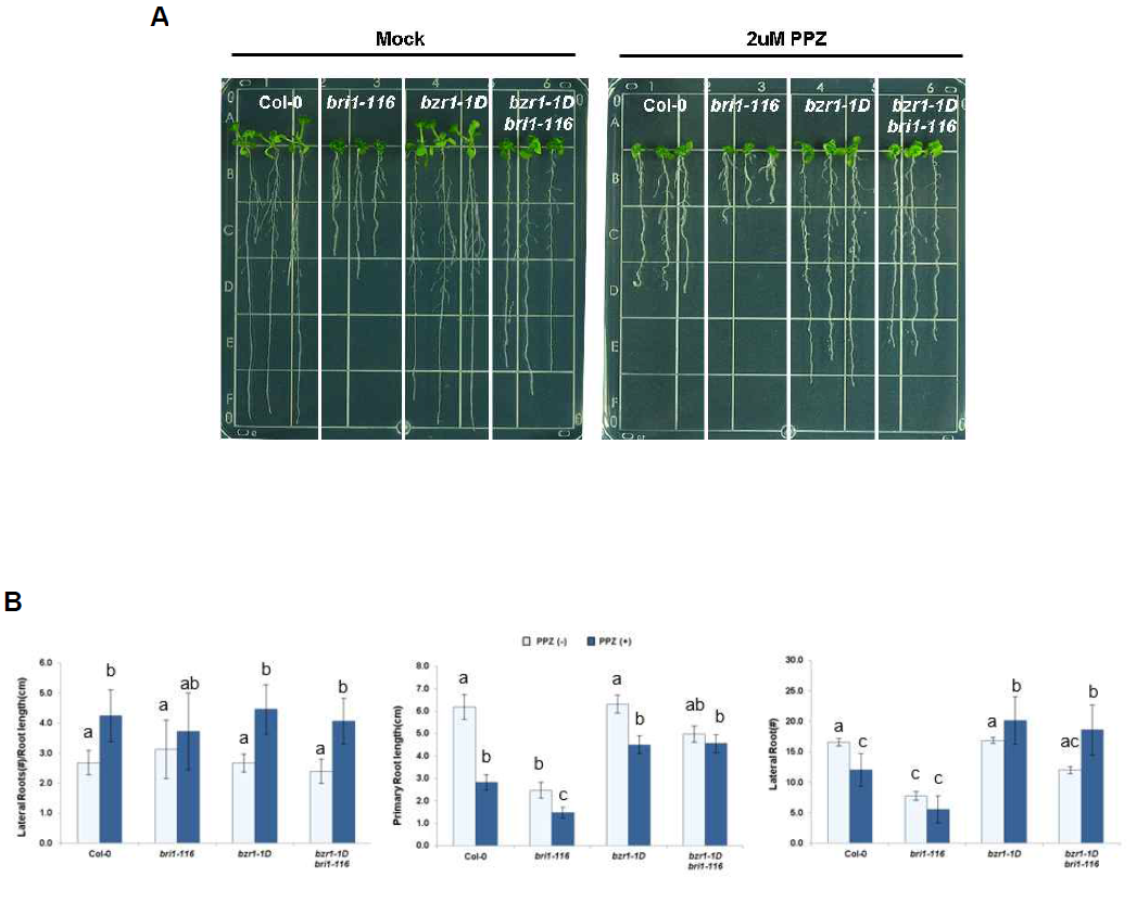 Analysis of LR densities of wild-type, bri1-116, bzr1-1D, and bzr1-1D bri1-116 mutants with 2 μM PPZ treatment. (A) Seven DAG seedlings of wild-type, bri1-116, bzr1-1D, and bzr1-1D bri1-116 mutants are shown to be treated with or without PPZ. (B) LR densities of wild-type, bri1-116, bzr1-1D, and bzr1-1D bri1-116 mutants in the absence or presence of 2 μM PPZ. Plants were grown vertically for 7 DAG and primary root length and LR number were measured. LR densities were calculated by the numbers of LR divided by primary root length (#/cm). Bars indicate ±SE of three biological replicates