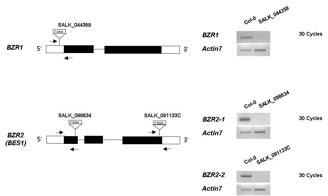 mRNA expression analysis of the wild-type, bzr1, and bzr2 T-DNA insertion mutants. Plants were grown for 7 days, total RNAs were isolated from seedlings, and each RNA sample was subjected to RT-PCR analysis