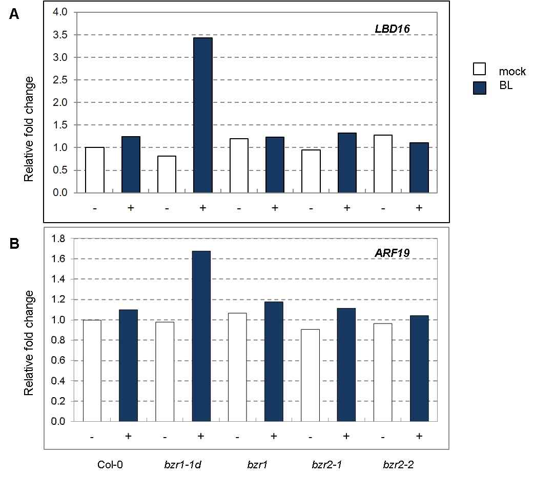 Expression analysis of LBD16 and ARF19 in Col-0, bzr1, and bzr2 T-DNA insertion mutants. Plants were grown vertically for 7 days, total RNAs were isolated from root sample, and each RNA sample was subjected to RT-qPCR analysis