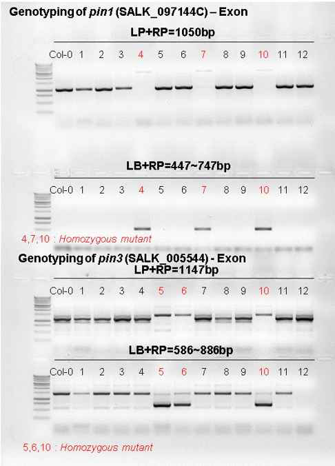 Genotyping of pin mutants