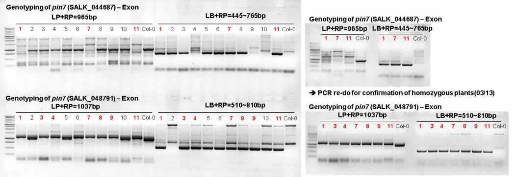 Genotyping of pin mutants