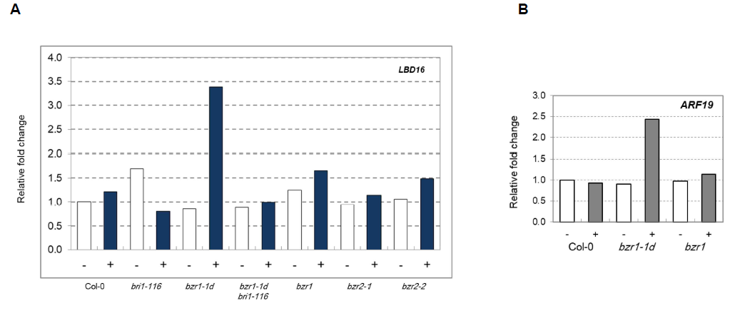 Expression analysis of LBD16 (A) and ARF19 (B) in Col-0 and various bzr mutant plants with or without BL treatment for 2 h. Plant were grown vertically for 7 days, seedlings were treated by 10 nM BL for 2 h, total RNAs were isolated from root sample, and each RNA sample was subjected to RT-qPCR analysis