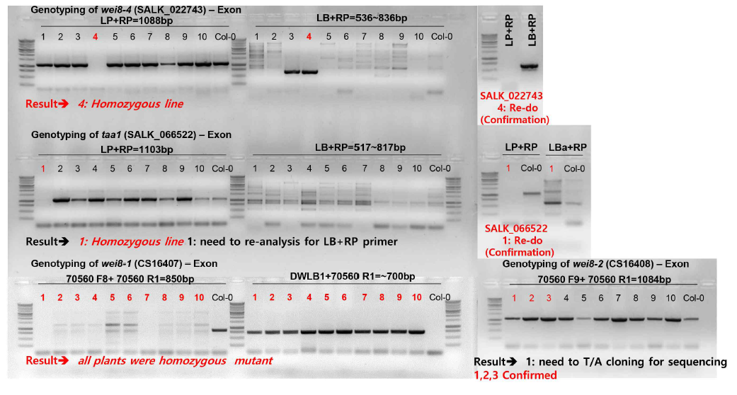 Genotyping of taa1 and wei8 mutants