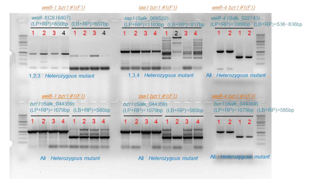 Genotyping of taa1 bzr1 and wei8 bzr1 F1 mutants