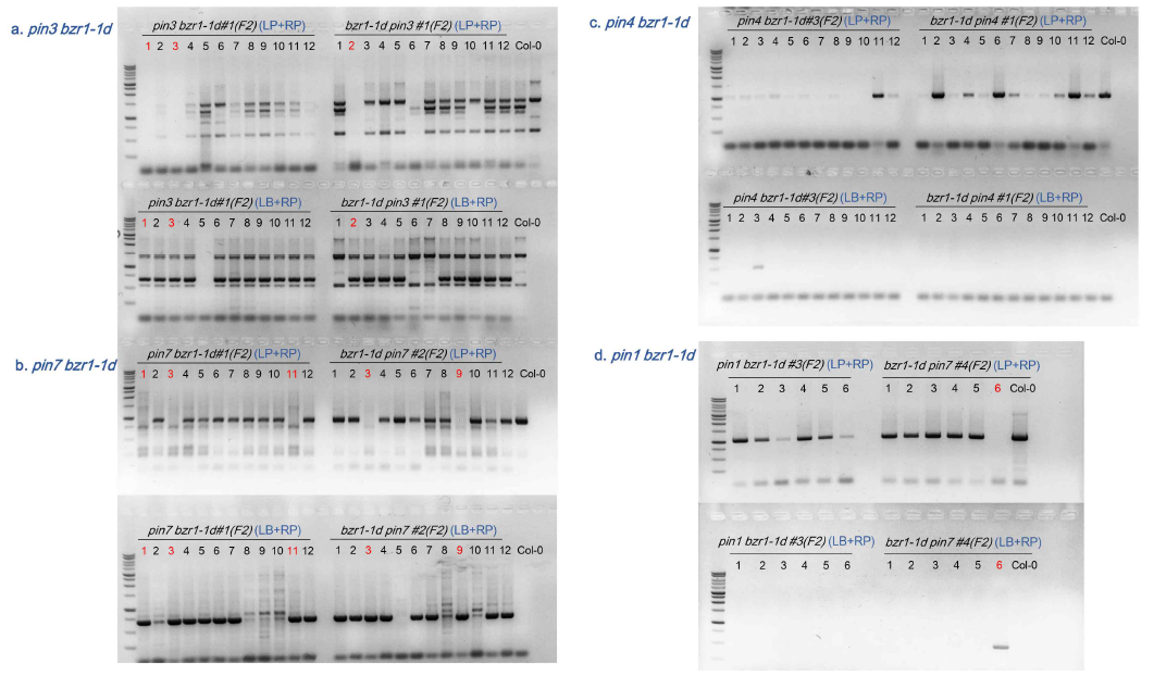 Genotyping of pin bzr1-1d F2 mutants