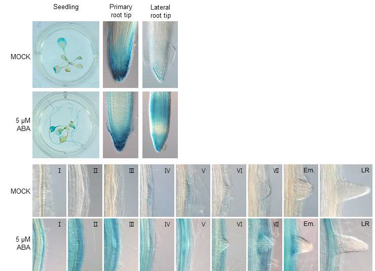 GUS expression of ProHB12:GUS transgenic Arabidopsis. GUS expression of seedling, primary root tip, lateral root tip and the lateral root primordium at each stage of development