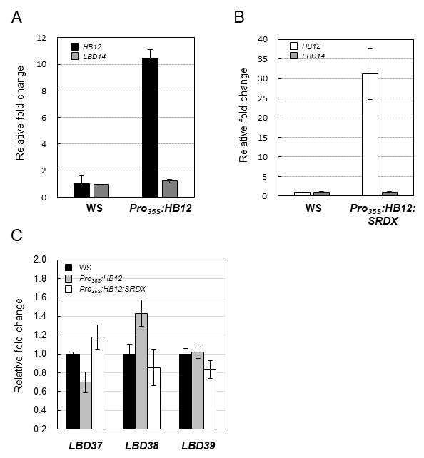 Expression analysis of LBD14, LBD37, LBD38, LBD39 in Pro35S:HB12 and Pro35S:HB12:SRDX transgenic Arabidopsis plants. Plants were grown vertically for 7 days, total RNAs were isolated from root sample, and each RNA sample was subjected to RT-qPCR analysis. Bars indicate ±SD of three technical replicates