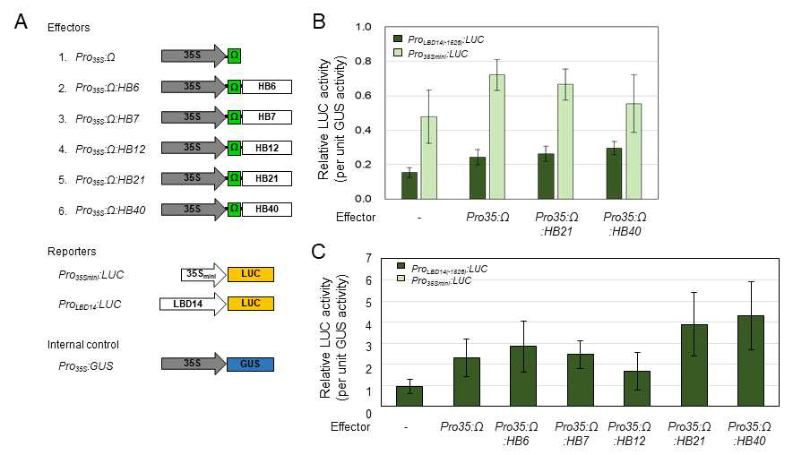 Transient gene expression assay using ProLBD14(-1526):LUC reporter in Arabidopsis mesophyll protoplasts (A) or root protoplasts (B)