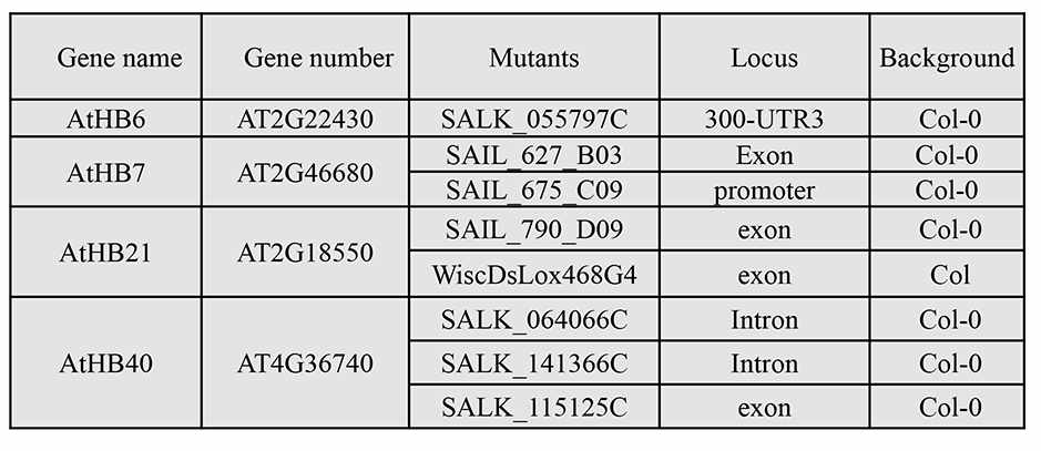 List of Arabidopsis athb mutants isolated and confirmed for T-DNA tagging. The athb mutants were selected based on the expression of HB genes in the root in response to ABA