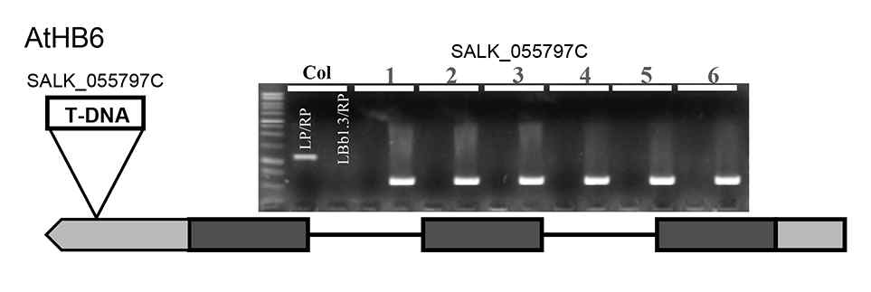 Genotyping of athb mutants