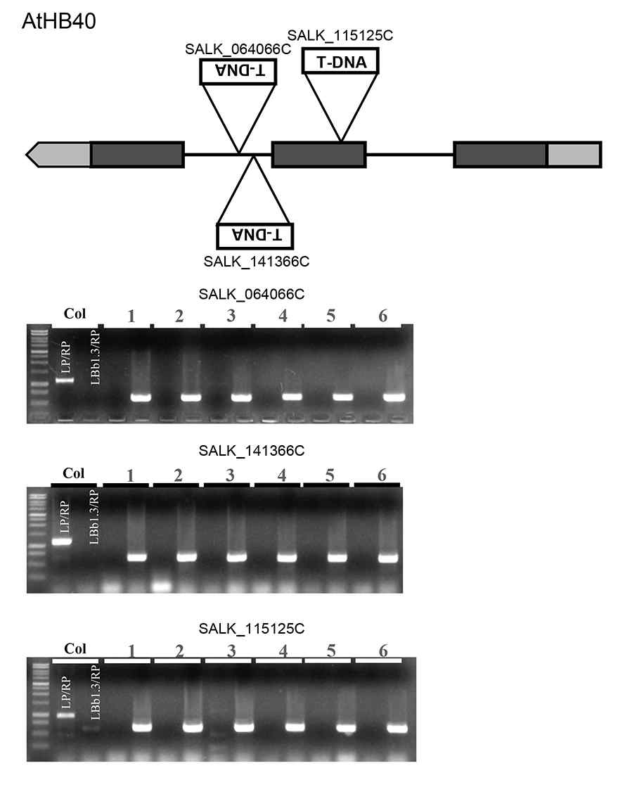 Genotyping of athb40 mutants