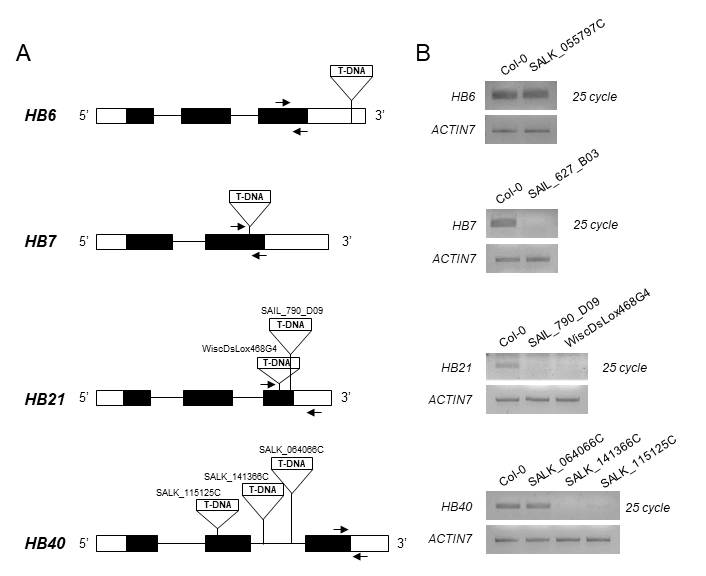 Expression levels of HB6, HB7, HB21, and HB40 in loss-of-function mutants. (A) Scheme of gene structures of HB6, HB7, HB21, and HB40. Total RNA was isolated from Arabidopsis roots. Each RNA sample was subjected to RT-PCR. ACTIN7 was used as a normalization control