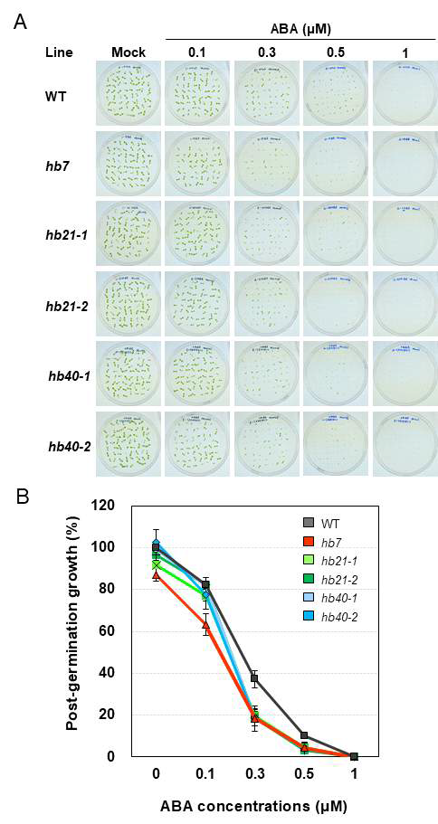 Post-germination growth assays of the wild-type and hb7, hb21, and hb40 mutants. The rate of green cotyledon areas were calculated after 7 days growing on 1/2MS supplemented with or without ABA. Bars indicate ±SE of three biological replicates