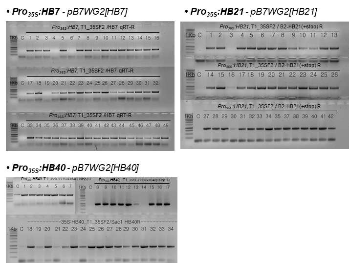 PCR analysis of three transgenic Arabidopsis expressing HB7, HB21, and HB40 driven by the CaMV 35S promoter