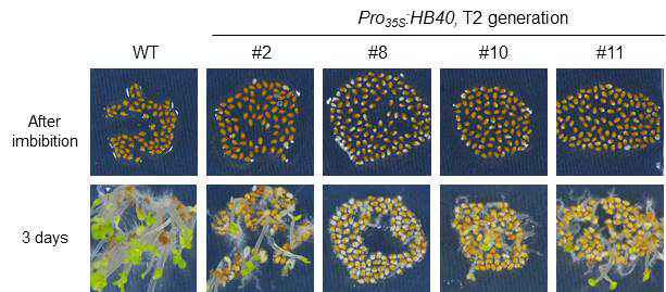 Seed phenotypes of Pro35S:HB40 transgenic Arabidopsis T2 generation. Picture showing testa rupture after imbibition in Pro35S:HB40 seeds (upper panel) and young seedlings grown on 1/2MS for 3 days (lower panel)