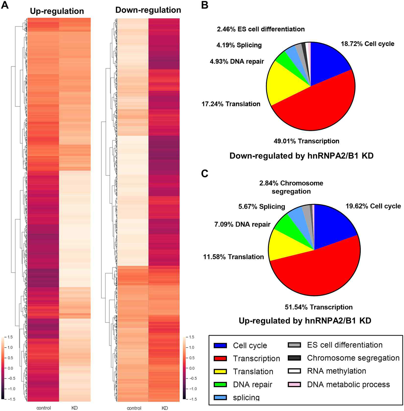 RNA sequencing 분석에 따른 유전자 발현패턴 변화 및 GO-term 분석