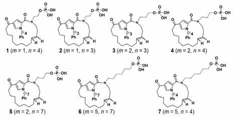 pyrrole기반의 macrocyclic PLK1 신규합성화합물