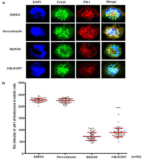 신규합성화합물의 plk1 억제능을 세포수준에서 검증