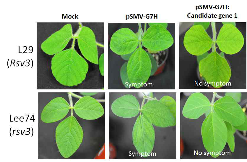 Candidate gene 1의 접종 결과 비교. (위) L29 콩에 접종한 후 병징관찰 (아래) Lee74 에 접종 14일 후 병징 관찰결과