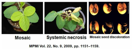 콩 모자이크 바이러스의 감염 증상