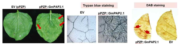 GmPAP2.1를 Nicotiana benthamiana 에 과발현 후 trypan blue 및 DAB staining에 의해 세포괴사 여부를 확인함. GmPAP2.1 과발현 시 세포괴사를 초래함