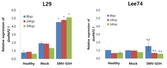 SMV strain G5H가 콩 품종 L29 및 Lee74에 감염 시 GmPAP2.1 유전자의 발현 변화