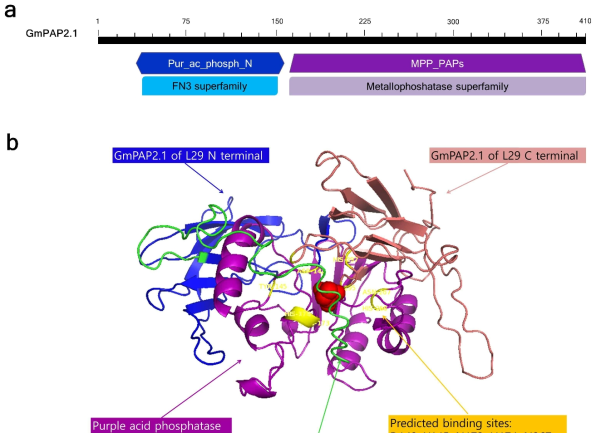 CONSERVED DOMAIN search program (https://www.ncbi.nlm.nih.gov/cdd)을 이용한 도메인 추정