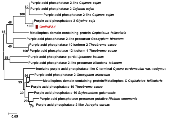 GmPAP2.1 단백질의 계통분류학적 근연관계 추정