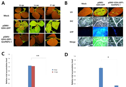 Rsv3 null 품종인 Lee74에 GmPAP2.1 단백질 발현 시 SMV strain G5H의 감염에 미치는 효과