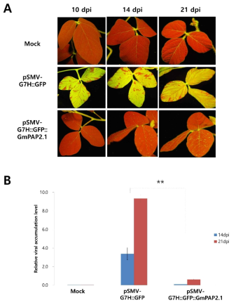 Rsv3 null 품종인 Lee74에 GmPAP2.1 단백질 발현 시 SMV strain G7H의 감염에 미치는 효과