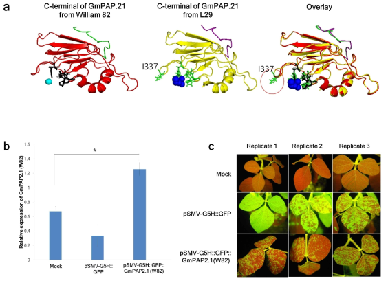 GmPAP2.1 단백질의 C-말단 아미노산 차이에 의한 단백질 구조변화(a) 및 바이러스의 증식과 이동에 미치는 영향(b와 c)