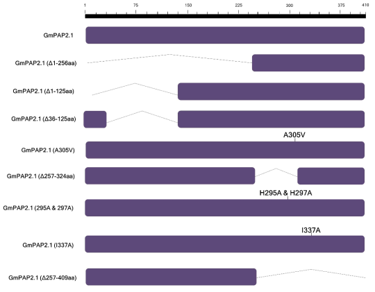 GmPAP2.1 단백질에 의한 저항성 반응에 요구되는 도메인을 확인하기 위한 염기서열 부분삭제 및 치환 돌연변이체