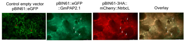 GmPAP2.1 단백질의 식물 세포 내 발현 위치