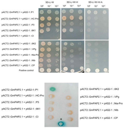 GmPAP2.1 단백질이 SMV의 감염에 저항성 반응을 나타내는데 SMV 단백질과 특이적인 상호작용을 하는지를 확인하기 위하여 yeast two-hybrid assay