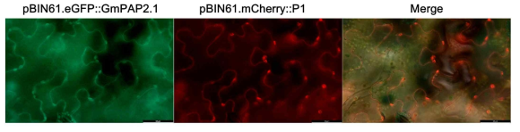 GmPAP2.1 단백질과 SMV P1 단백질의 식물 세포 내 발현 위치