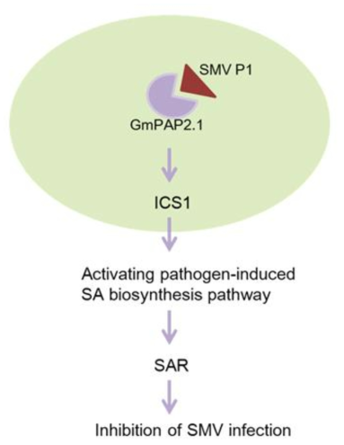 GmPAP2.1 단백질에 의한 SMV 저항성 반응이 나타나는 기전에 대한 모델