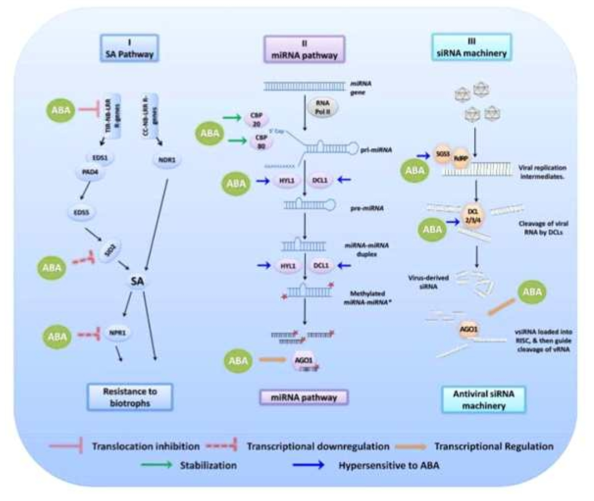 식물 호르몬 biotic stress 및 바이러스의 감염 대한 저항성 반응과정에 미치는 개략적인 모식도(Mol Plant Pathol, 2015)