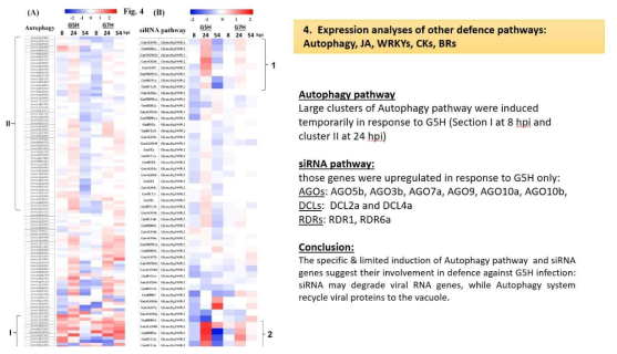 Expression analyses of defence pathways for Autophagy, JA, WRKYs, CKs, and BRs