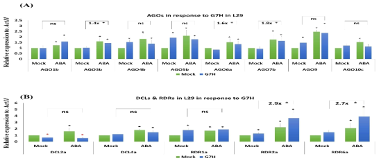 품종 L29에 ABA 처리 후 SMV strain G7H 감염 시 RNA silencing 관련 유전자들의 발현 변화